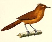 Pseudoseisura unirufa 1847