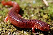 Pseudotriton ruber - Red Salamander.jpg