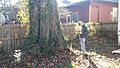 Quercus rubra with arborist