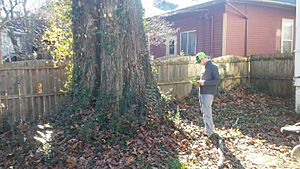 Quercus rubra with arborist