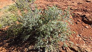 Quercus turbinella.jpg
