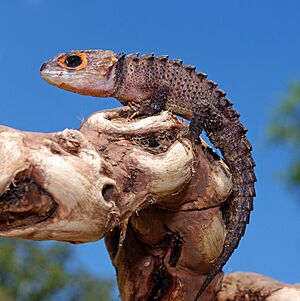 Red-Eyed Crocodile Skink.jpg