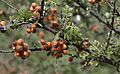 Rhus microphylla fruta