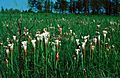 Sarracenia leucophylla field