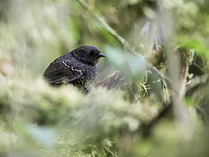 Scytalopus gettyae - Junin Tapaculo - juvenile.jpg