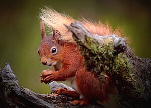Secret Squirrel