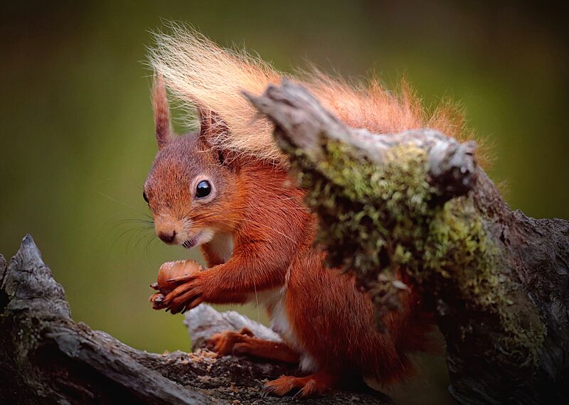Secret Squirrel