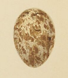 Seebohm Garden Warbler egg