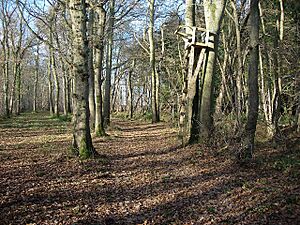 Shooting platform - geograph.org.uk - 1055824