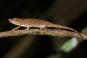 Short-nosed deceptive chameleon (Calumma fallax) Ranomafana