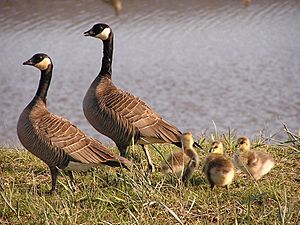 Small Cackling Goose Brood