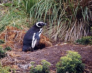 Spheniscus magellanicus burrow 1
