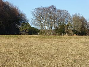 St Dunstan's Farm Meadows (3).jpg