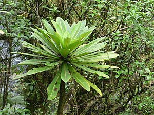 Starr-180909-0762-Cyanea hamatiflora subsp hamatiflora-leaves-mid elevation rain forest East Maui-Maui (31944659118).jpg