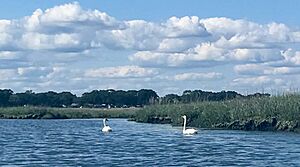 Swans at high tide in Charles E. Wheeler WMA - zoom
