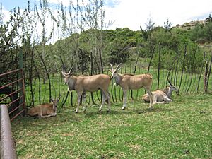 Tame Eland - panoramio