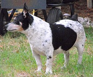 Teddy Roosevelt Terrier, adult male - 20090714