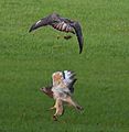 The Buzzard catched a mouse and flies away with his majestic wings - panoramio