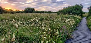 The Fenor Bog, Co Waterford, Ireland