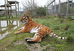 Tiger at Noah's ark zoo farm