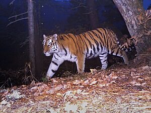 Tigress Anna Savelevna 01