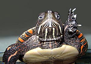 US BLM painted turtle picta pic2