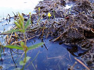 Utricularia in Wisconsin.jpg