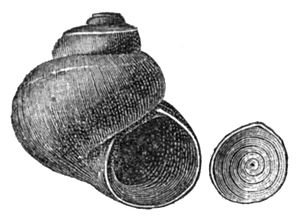 Valvata utahensis shell 3