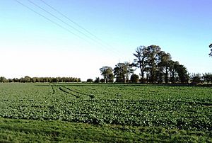 View across field from Bradwell Road, Tillingham - geograph.org.uk - 275831