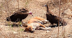 Vultures and dog - The Gambia. West Africa (32740095391)