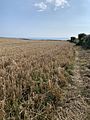 Wheat field, near Paviland, Gower