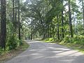 Wooded road at Caney Lake IMG 2184 1