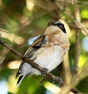 Woodwards Batis (Batis fratrum).jpg