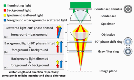 Working principle of phase contrast microscopy