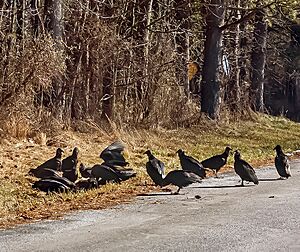 (Coragyps atratus) black vulture wake at road kill - wiki