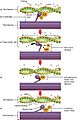 1008 Skeletal Muscle Contraction