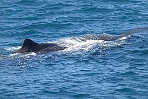6(18) Sperm whale