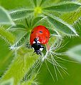 7-Spotted-Ladybird-Wiki-Zachi-Evenor-0119