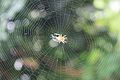 A classic circular form spider's web