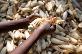 Africa Food Security 11 (10665081134)