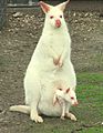 Albino Bennett's wallaby with joey in pouch