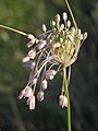 Allium paniculatum (inflorescence) 2