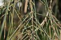 Allocasuarina verticillata - Internodes