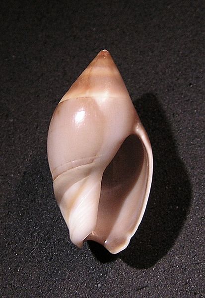 Amalda depressa 001