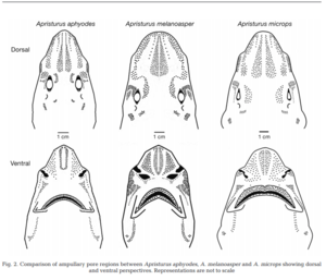 Ampullae comparison of Apristurus species from researchgate article