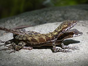 Anolis lionotus.jpg