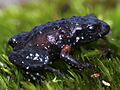 Arthroleptella rugosa
