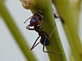 Australian Meat Ant