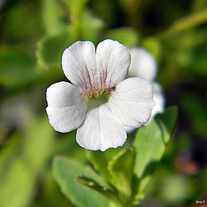 Axilflower (Mecardonia acuminata subsp. peninsularis) (6303367471)