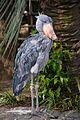Balaeniceps rex -Ueno Zoo, Tokyo, Japan-8a